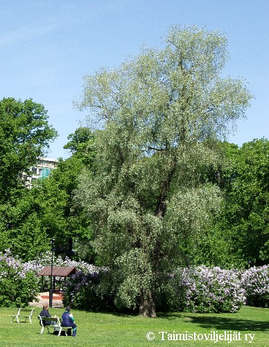 Salix alba var. sericea'Sibirica'